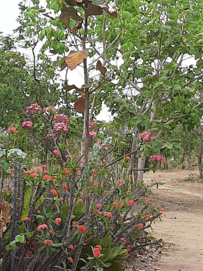 Estancia Morro Do Frota Pirenopolis Ngoại thất bức ảnh
